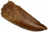Serrated, Raptor Tooth - Real Dinosaur Tooth #296716-1
